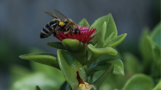 Image de Photographie et Nature 