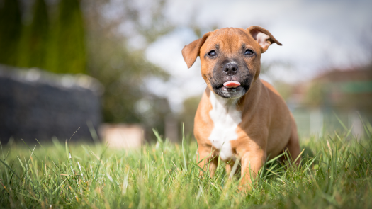 picture of Photography and Pets 