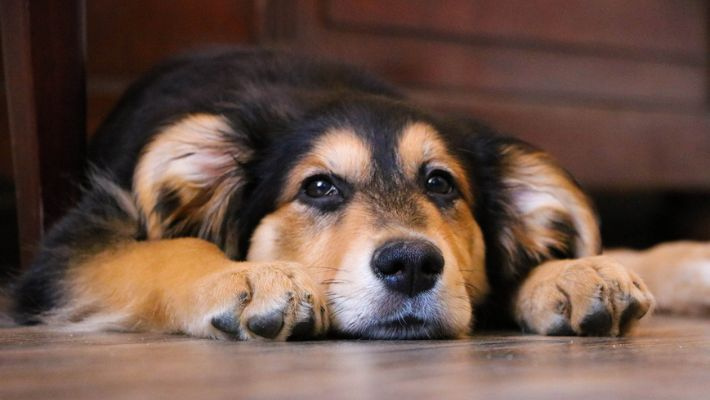 Les meilleurs photographes animaliers à Strasbourg