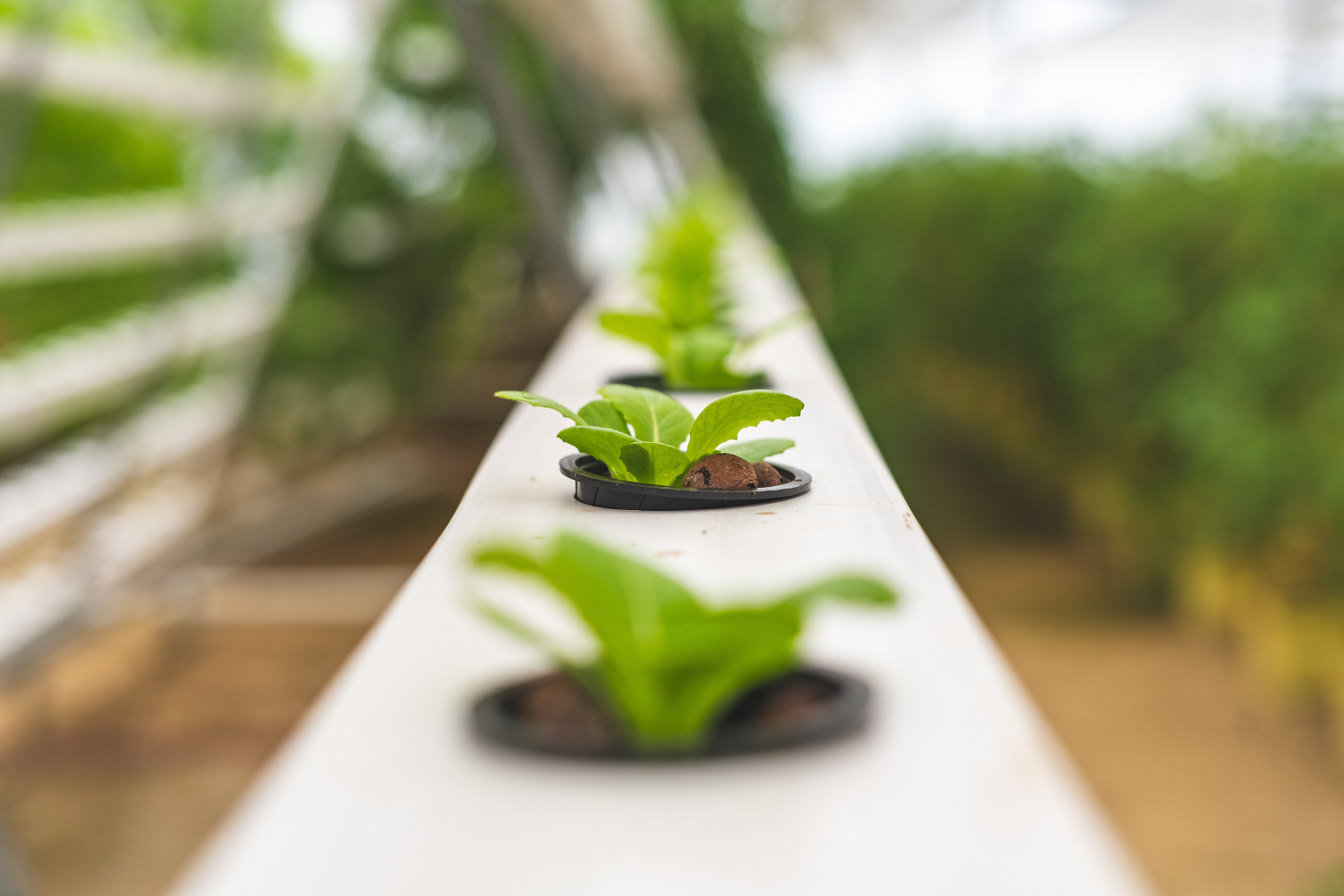 Intégrer un jardin intérieur chez soi 