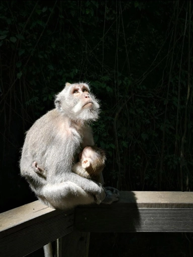 Photographie, Animal de compagnie, Nature, Traditionnel