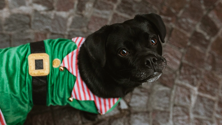 Photographie, Animal de compagnie, Traditionnel