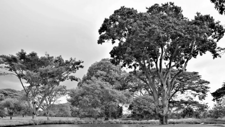 Photographie, Nature, Traditionnel, Argentique