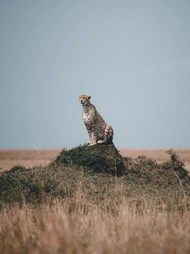 Photographie, Retouche photo, Animal de compagnie, Nature, Traditionnel, Lifestyle