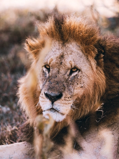 Photographie, Retouche photo, Animal de compagnie, Nature, Traditionnel, Lifestyle