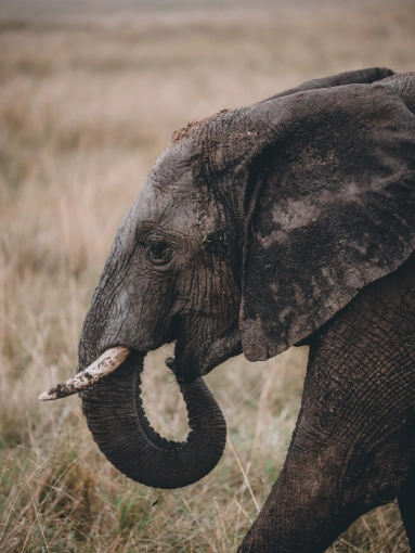 Photographie, Retouche photo, Animal de compagnie, Nature, Traditionnel, Lifestyle