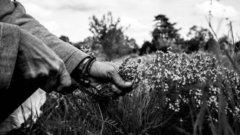 Photographie, Nature, Traditionnel