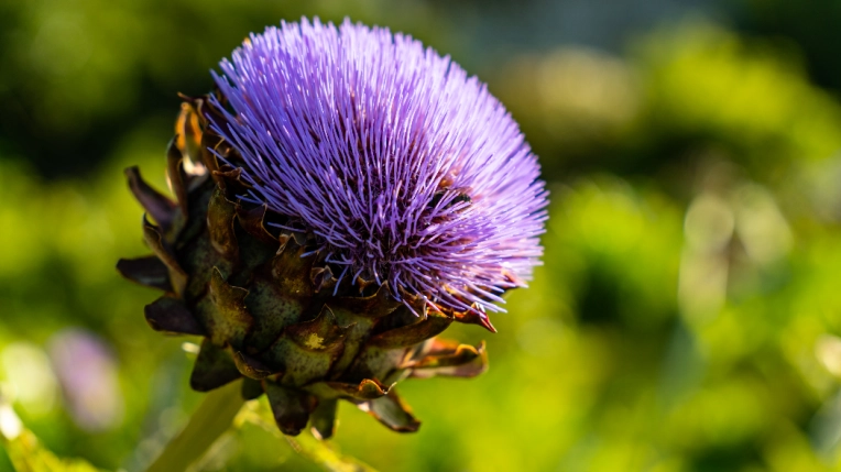 Photographie, Nature, Traditionnel