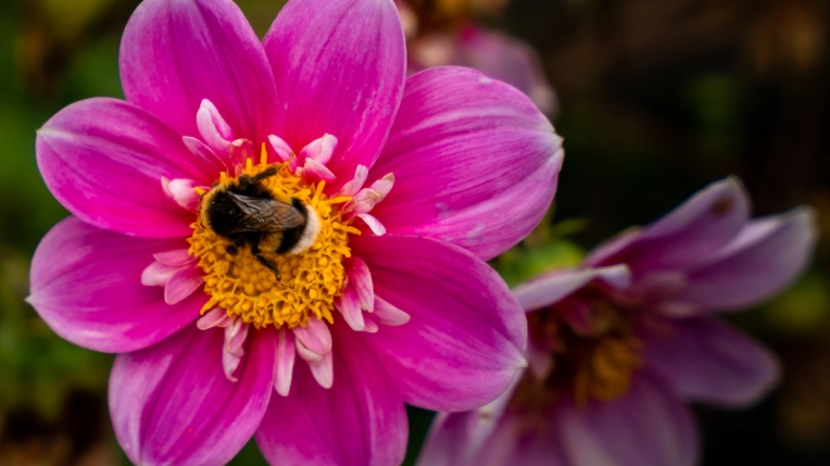 Photographie, Nature, Traditionnel