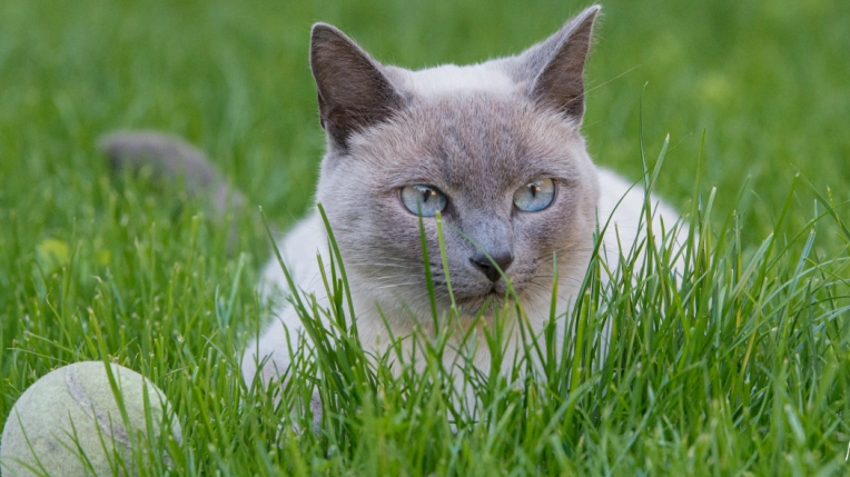 Photographie, Animal de compagnie, Traditionnel