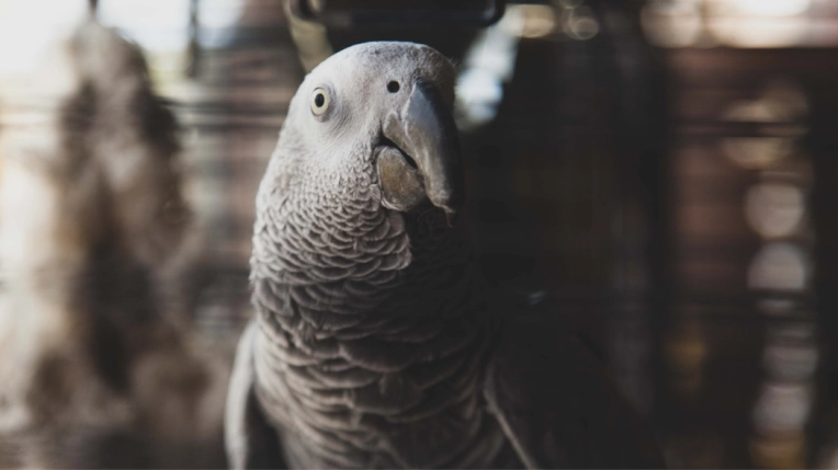 Photographie, Animal de compagnie, Argentique