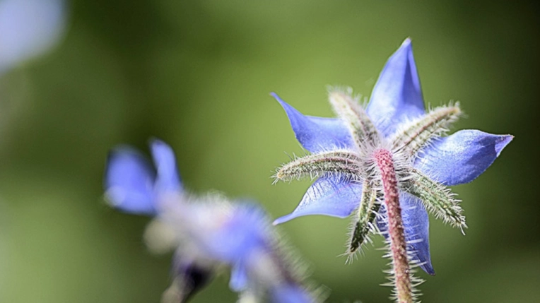 Photographie, Nature, Traditionnel, Lifestyle