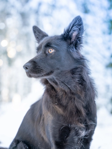 Photographie, Animal de compagnie, Artistique