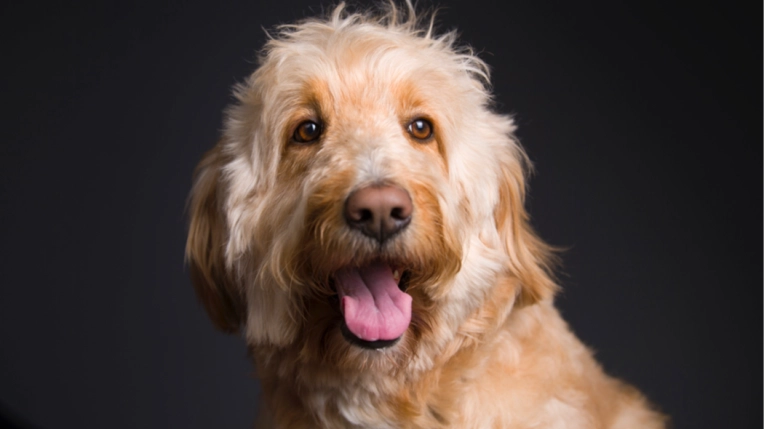 Photographie, Animal de compagnie, Traditionnel