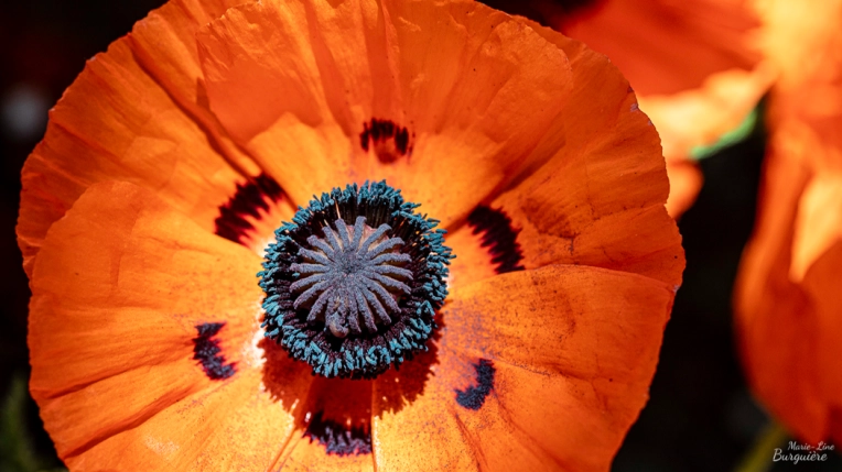 Photographie, Retouche photo, Nature, Artistique, Traditionnel