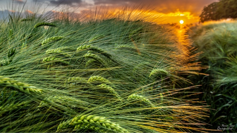 Photographie, Retouche photo, Photo produit, Industrielle, Nature, Artistique, Traditionnel