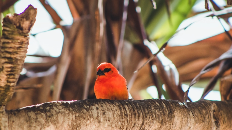 Photographie, Retouche photo, Animal de compagnie, Nature, Artistique