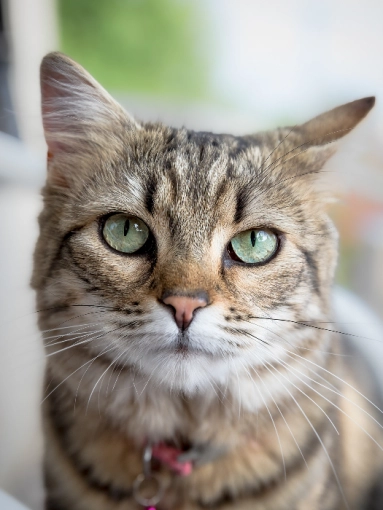 Photographie, Animal de compagnie, Traditionnel