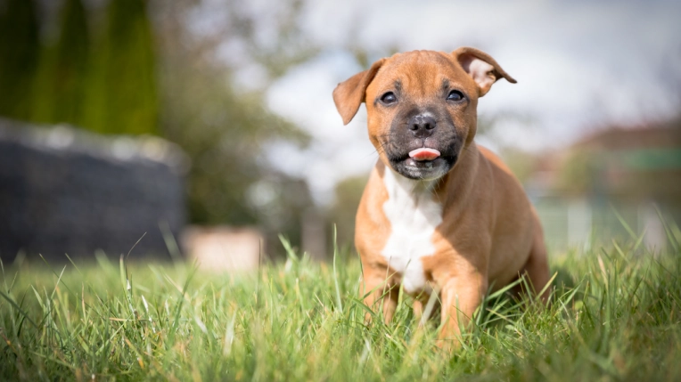 Photographie, Animal de compagnie, Traditionnel