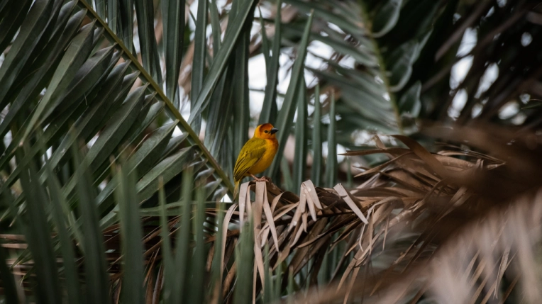 Photographie, Animal de compagnie, Nature, Artistique