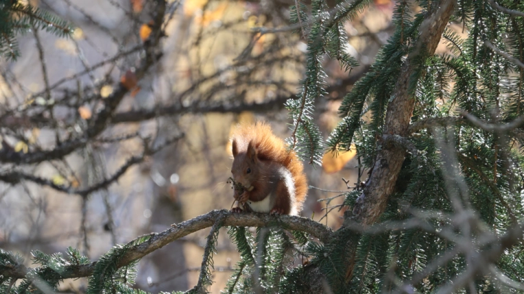 Photographie, Nature, Traditionnel