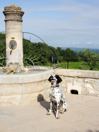 Photographie, Animal de compagnie, Traditionnel