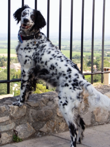 Photographie, Animal de compagnie, Traditionnel