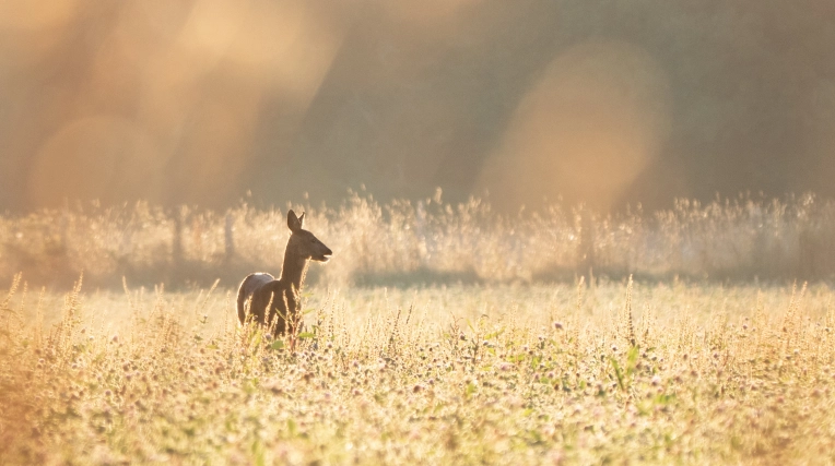 Photographie, Nature, Artistique