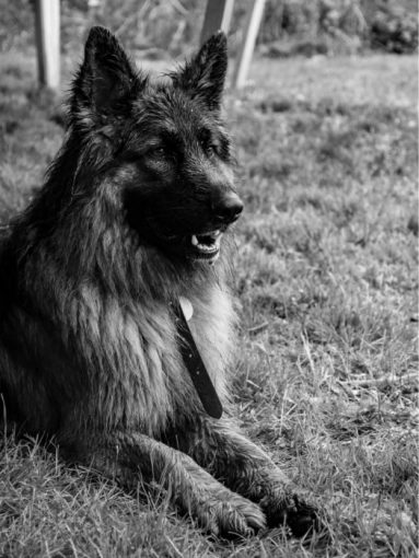 Photographie, Animal de compagnie, Traditionnel