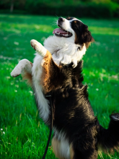 Photographie, Animal de compagnie, Artistique