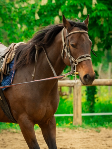 Photographie, Animal de compagnie, Artistique, Traditionnel