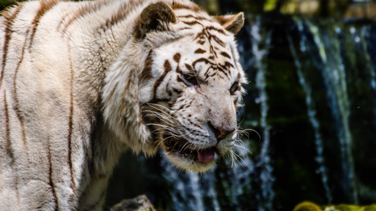 Photographie, Nature, Traditionnel