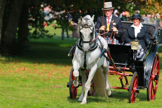 Image de Photographie et Animal de compagnie 