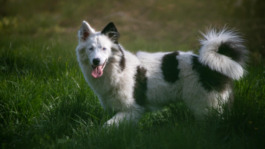 picture of Photography and Pets 