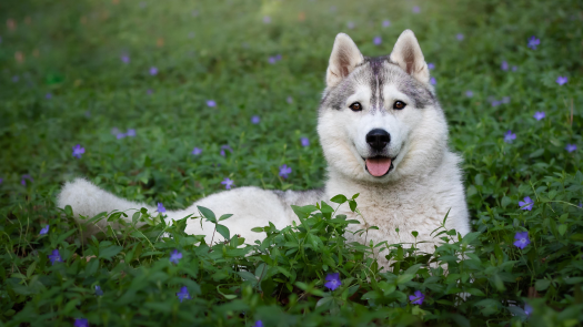 picture of Photography and Pets 