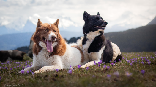 picture of Photography and Pets 