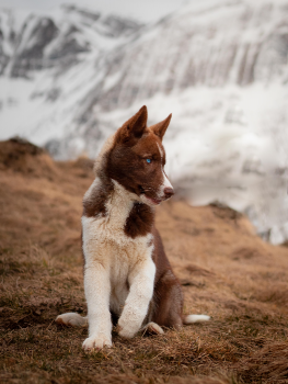 picture of Photography and Pets 