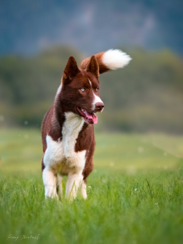 picture of Photography and Pets 