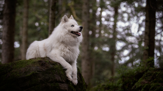 picture of Photography and Pets 