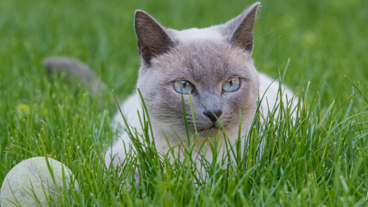 picture of Photography and Pets 