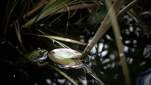 picture of Photography and Nature 