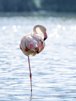 picture of Photography and Nature 