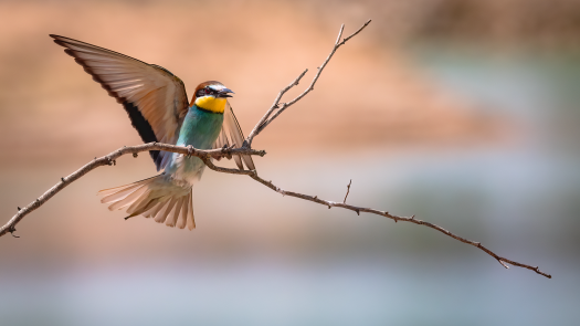 picture of Photography and Nature 